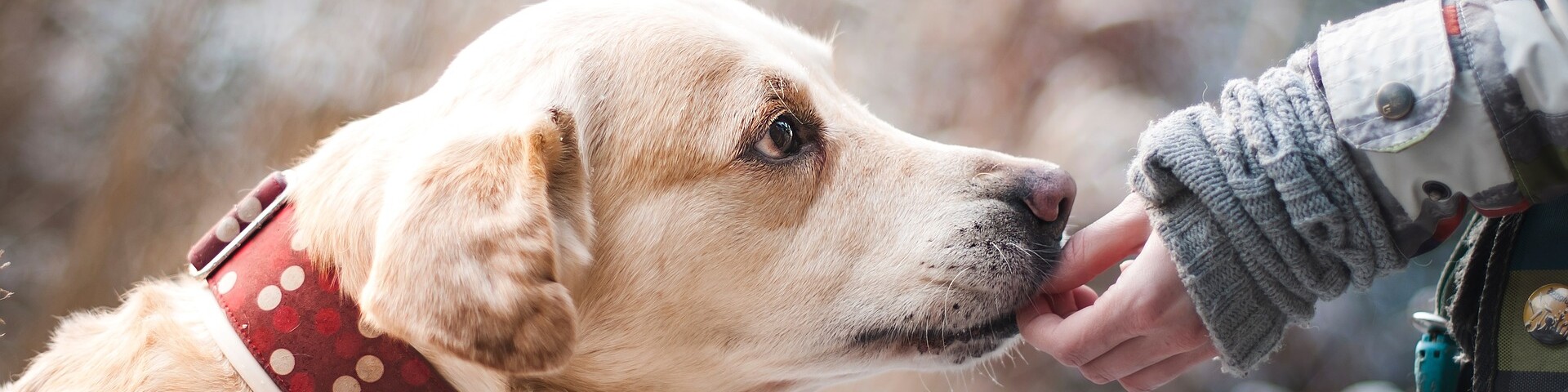 Member Spotlight: Pet Food Warehouse